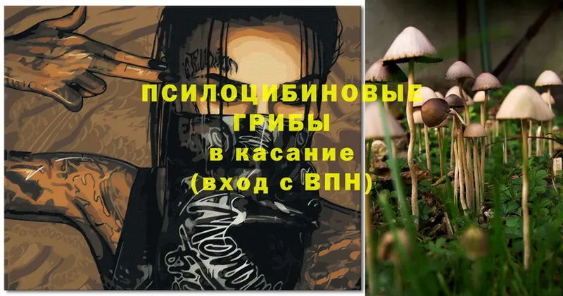 Псилоцибиновые грибы Psilocybe  Гаврилов-Ям 